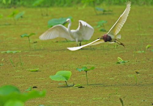 逐鹭渡天下,探寻自然之美与人生哲理的旅程  第3张